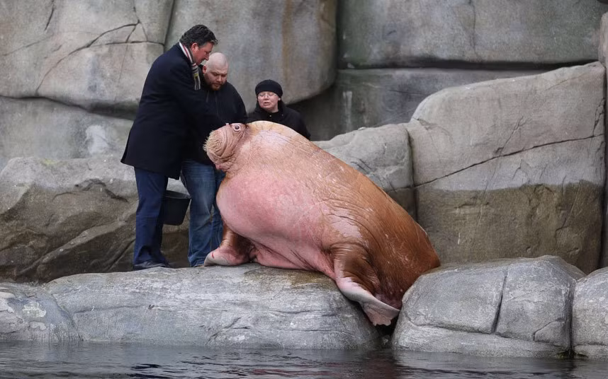 Ảnh đẹp động vật trong tuần ảnh 4 Stephan Hering-Hagenbeck (L), Zoological Director of Hagenbeck Zoo, Russian keepers Ivan and Anna Pavlov stand next to male walrus Odin in the Polar Sea enclosure at Hagenbeck Zoo in Hamburg