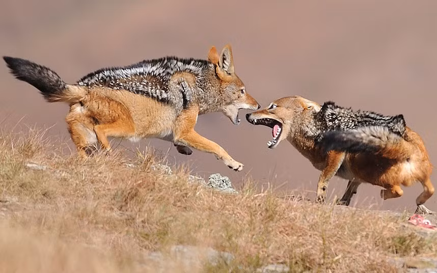 Ảnh động vật đẹp trong tuần ảnh 5 ...Mitchell Krog also captured a group of black-backed jackals that arrived on top of the mountain in the late afternoon to come and steal the meaty bones that were placed out for the vultures.
