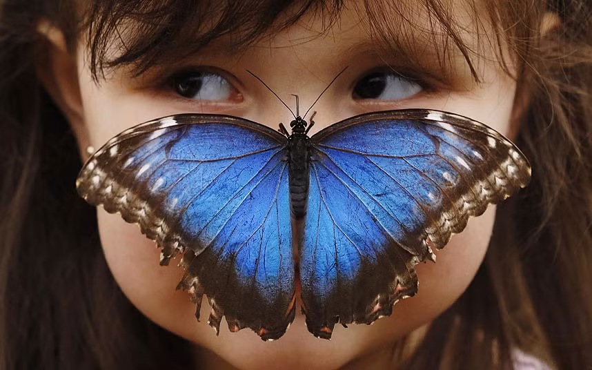 Ảnh đẹp động vật trong tuần ảnh 3 Stella Ferruzola poses with a Blue Morpho butterfly on her nose at the Sensational Butterflies Exhibition at the Natural History Museum in London