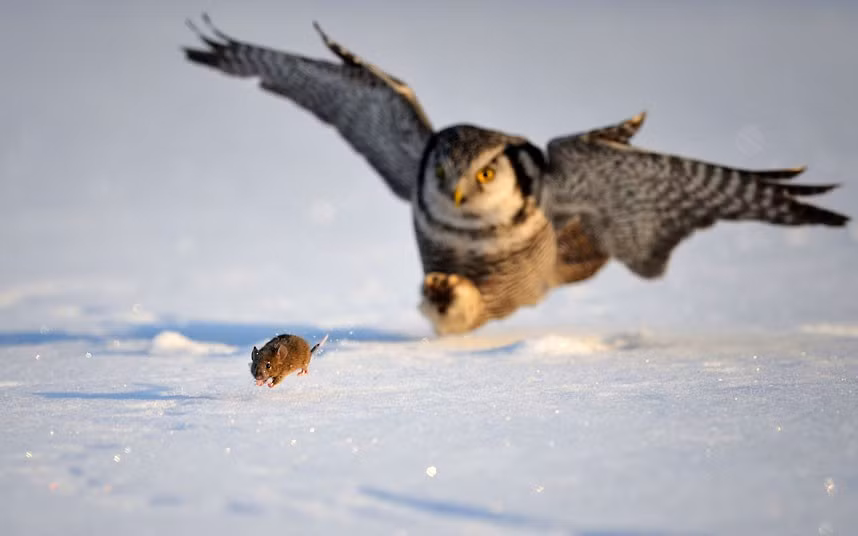 Ảnh đẹp động vật trong tuần ảnh 1 A tiny mouse makes a bid for freedom as a hungry owl swoops down behind it. Photographer Roman Lobanov captured the huge owl swooping down behind the tiny mouse before pouncing on the unlucky rodent and flying off with its prey, in Rybinsk, Russia.