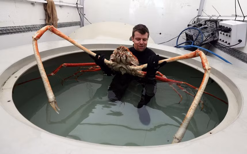 Ảnh đẹp động vật trong tuần ảnh 6 Sea Life Senior Curator Chris Brown prepares to move Japanese Spider crab named Big Daddy as it settles in to its new home at Blackpool’s Sea Life Centre. The nine-foot claw-span of the giant Japanese Spider Crab, which is to be housed on the Golden Mile, makes him Europe’s biggest crab.