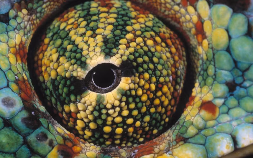 Ảnh đẹp động vật trong tuần ảnh 4 Wildlife photographer Daniel Heuclin’s close-up photograph of the eye of a chameleon