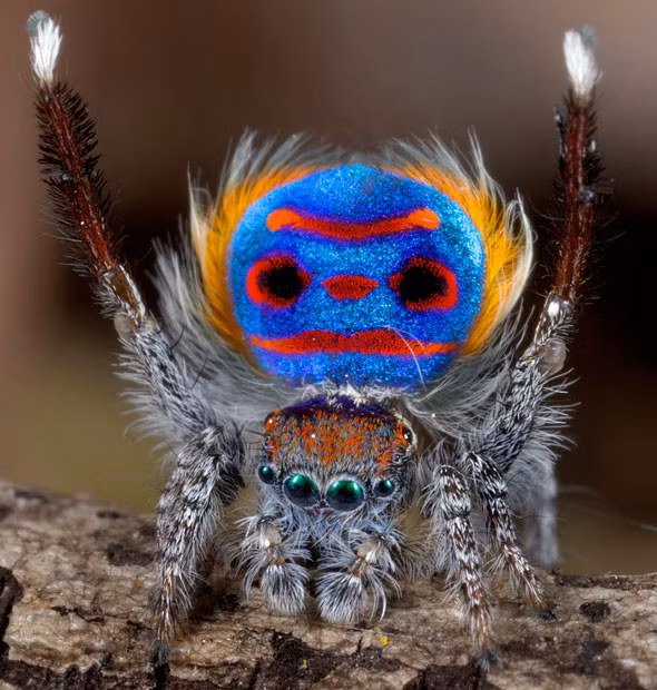 Ảnh đẹp động vật trong tuần ảnh 3 The brightly decorated peacock spider - much like his feathered namesake - uses colour to show off to the female of the species. Its markings appear to form a face including eyes, nose, a mouth and even ginger hair which is unique to this species, called Maratus speciosus. The tiny spiders are only about four to five millimetres in length.