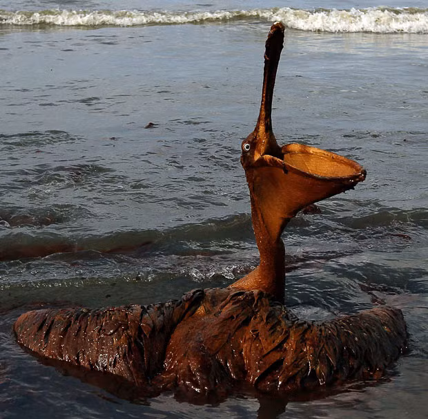 A brown pelican coated in heavy oil wallows in the surf on East Grand Terre Island, Louisiana