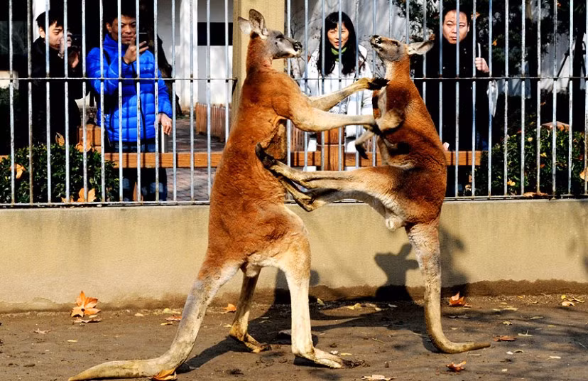 2 chú kangaroo giao đấu tại vườn thú Tô Châu, Trung Quốc Kangaroos fighting at Suzhou Zoo, Jiangsu Province, China
