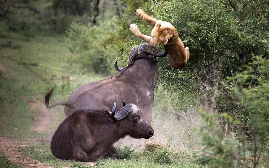 A large adult buffalo attacks a young lion to protect a young buffalo in Kruger National Park, South Africa. Two young lions had been silently stalking the young buffalo for about 45 minutes before the incident occurred. In a flash they pounced and began to take down their prey. As the young buffalo fell to the ground, a large bull from the herd sized up the situation, seized his opportunity and attacked the young lion.