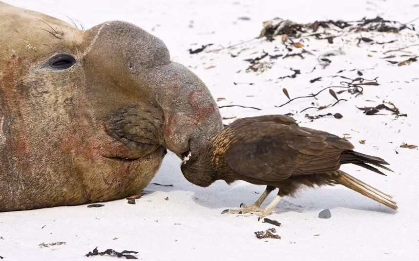A Southern elephant seal bull has its nose picked by a bird of prey called a Striated Caracara on Sea Lion Island in the Falklands. The bird explored the elephant seal