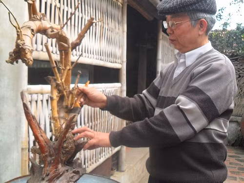 Nghệ nhân Nguyễn Như Tường đang chăm chút cho tác phẩm 