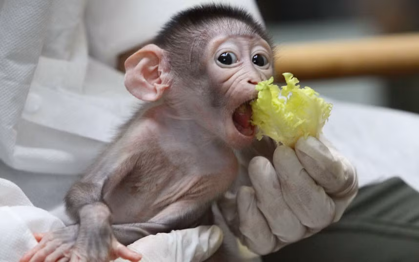 Loango the baby Mangabey ape is fed at Jardin des Plantes in Paris