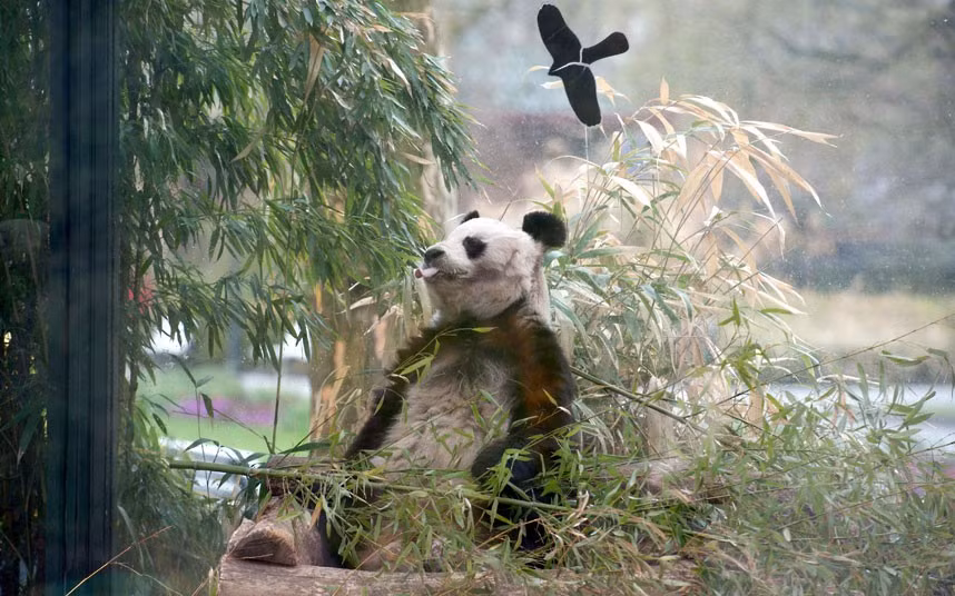Bao Bao, the oldest panda in captivity, sits in his enclosure at the zoo in Berlin. Bao Bao was born in September 1978.