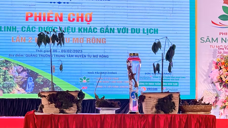 Các mẫu sâm Ngọc Linh được bán đấu giá tại phiên chợ.