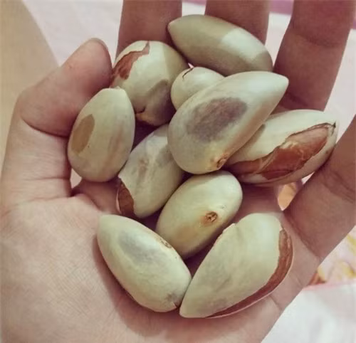 Đừng bỏ đi hạt mít nếu bạn không muốn bị lão hóa da ở tuổi 30 ảnh 1