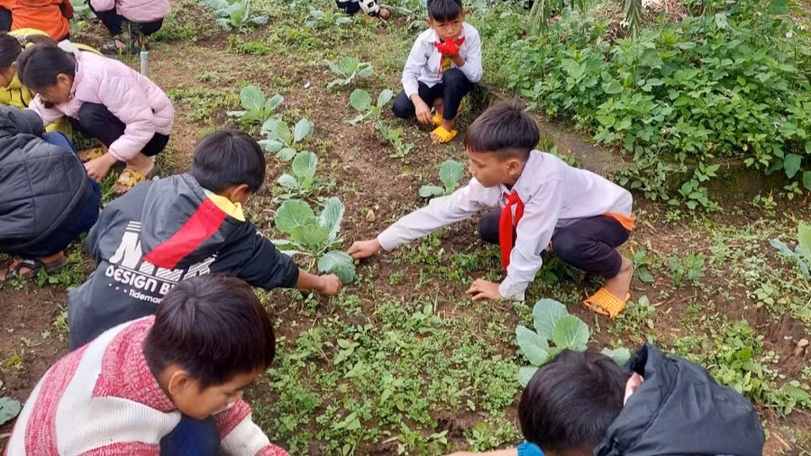 Học sinh trồng và chăm sóc rau xanh tại trường. Học sinh trồng và chăm sóc rau xanh tại trường.