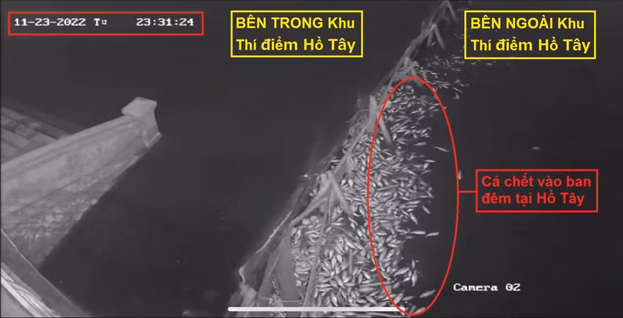 Cá chết tập trung nhiều vào ban đêm (tại thời điểm 23h31 ngày 23/11/2022). Cá chết tập trung nhiều vào ban đêm (tại thời điểm 23h31 ngày 23/11/2022).