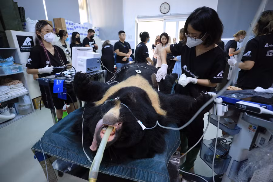 Trung tâm tổ chức thăm khám, kiểm tra sức khỏe gấu định kỳ hàng tháng.