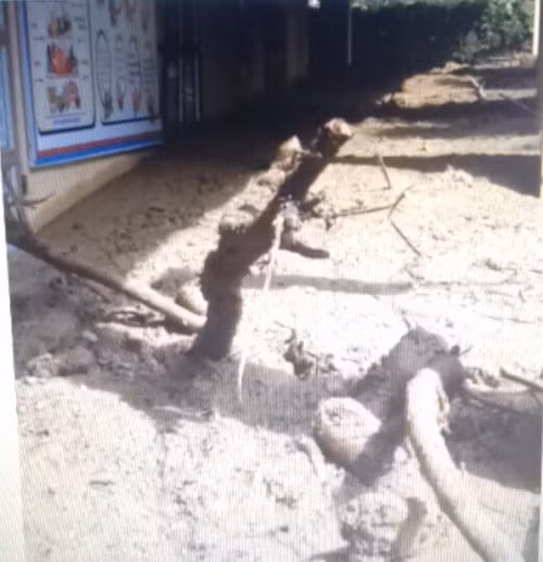 Cây cối trong sân trường bị quật đổ Cây cối trong sân trường bị quật đổ