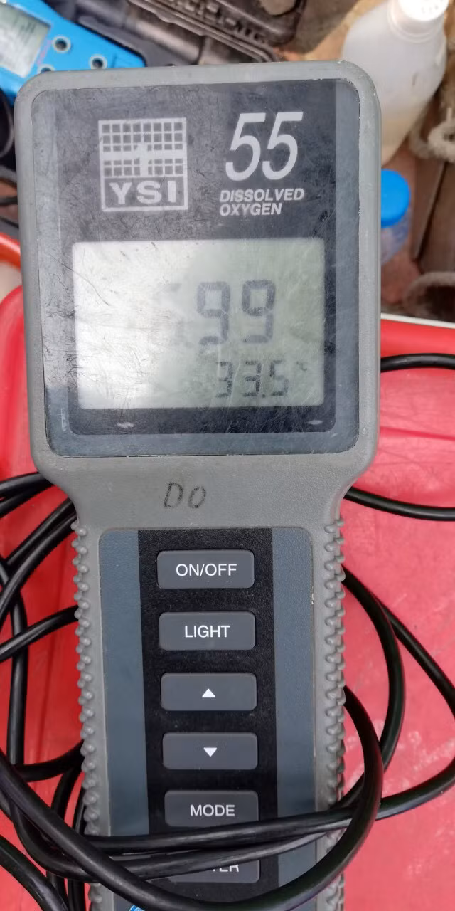 Bên ngoài khu thí điểm DO=6.99 mg/l (Đo vào ban ngày).