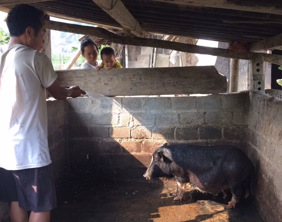 Chăn nuôi gia súc gia cầm đã đem lại hiệu quả kinh tế, góp phần xóa đói giảm nghèo.