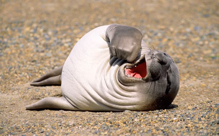 Ảnh động vật đẹp trong tuần ảnh 2 A sleepy elephant seal pup yawns on the beach. Wildlife photographer Wayne Lynch captured the moment on camera during a visit to Patagonia, Southern Argentina.