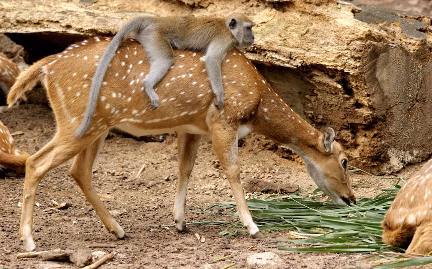 Ảnh động vật đẹp trong tuần ảnh 7 A cheeky monkey hitches a ride on a friendly deer. Carol Smith from Australia photographed the pair at Melaka Zoo, Malaysia.