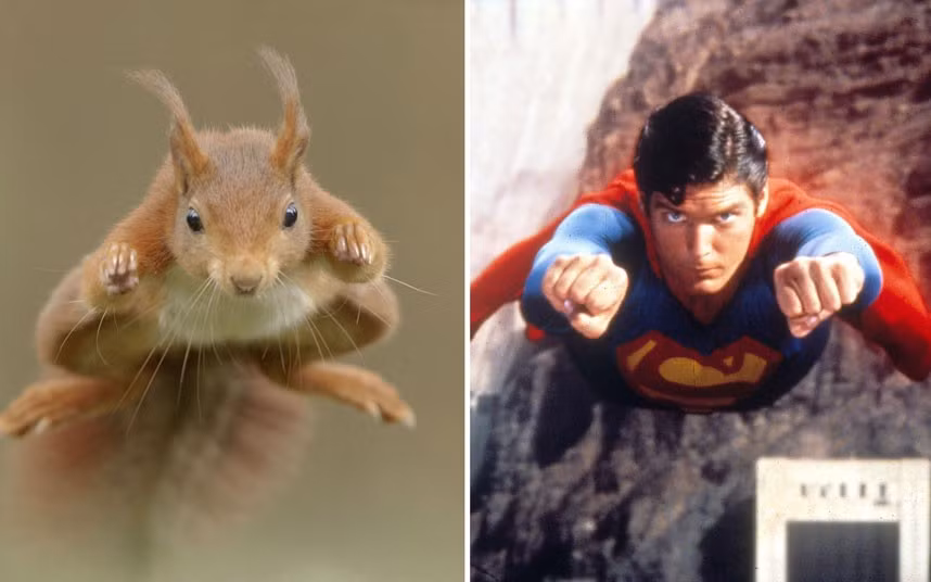 Ảnh động vật đẹp trong tuần ảnh 4 Is it a bird? Is it a plane? No, it
