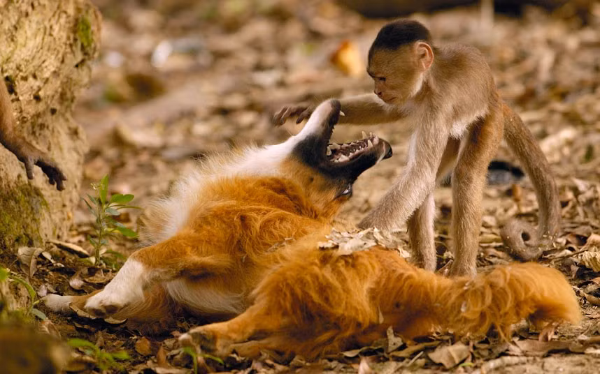 Ảnh động vật đẹp trong tuần ảnh 3 An inquisitive monkey peers into the jaws of a friendly dog. Photographer Pete Oxford captured the scene in Puerto Misahualli, Ecuador.
