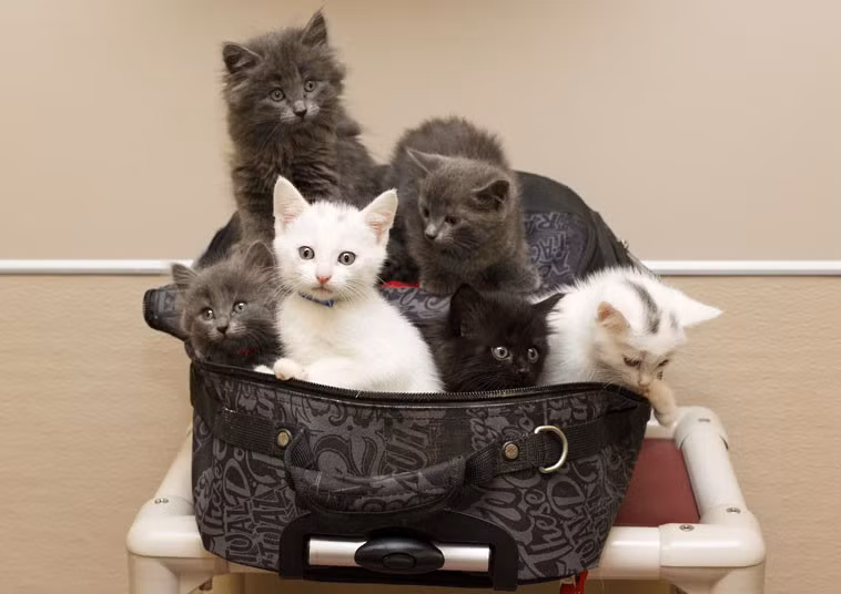 Ảnh động vật đẹp trong tuần ảnh 5 Six abandoned kittens were found in a suitcase in Edmonton, Alberta, Canada