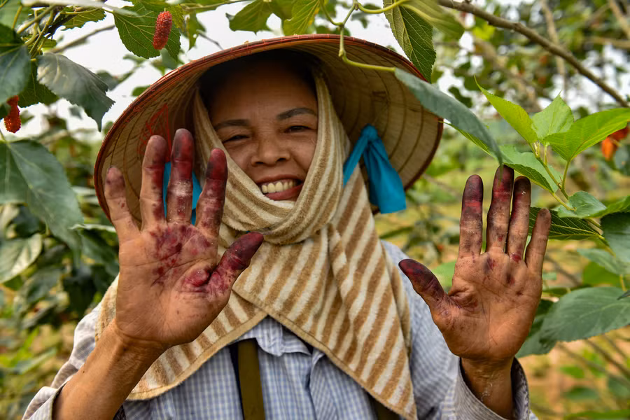 Trái dâu chín đen, mọng nước nên sau mỗi buổi thu hoạch, bàn tay nhuộm màu trái dâu.