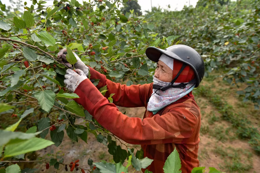 Bà Thuỷ chủ vườn dâu tằm tại Quốc Oai- Hà Nội cho biết: “Cây dâu tằm chăm bón khá dễ không phải kì công chăm sóc nhiều chỉ cần bón phân, chặt bỏ những cành già, giữ gốc. Thời gian thu hoạch ngắn, đem lại lợi nhuận cao cho người trồng”.