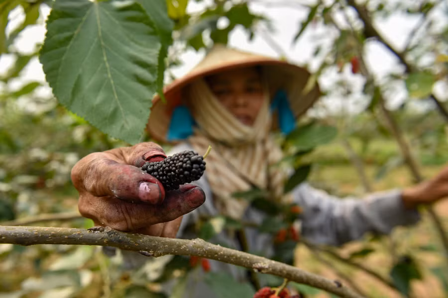 Khi quả dâu chuyển màu nửa đỏ, nửa đen hoặc tím thẫm là thời điểm cần thu hái, cần bứt quả nhẹ nhàng, nếu không sẽ làm nát hay rụng các quả khác.