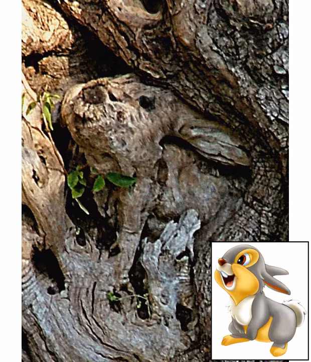 Những hình ảnh ấn tượng trong tuần ảnh 2 This tree trunk seems to contain a likeness of Thumper the rabbit from the Disney film Bambi. The likeness was spotted by keen photographer Valery Barash in the Ben Shemen forest in Israel. For a moment he thought it must have been carved by a human but on closer inspection he quickly became convinced it was Mother Nature. He said: