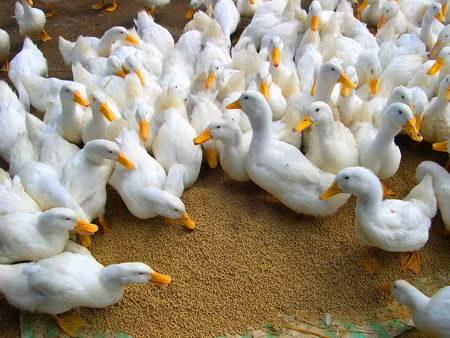 Người dân thường chăn nuôi gà vịt chạy đồng số lượng lớn nên nguy cơ xảy ra dịch và lây lan dịch bệnh là rất cao