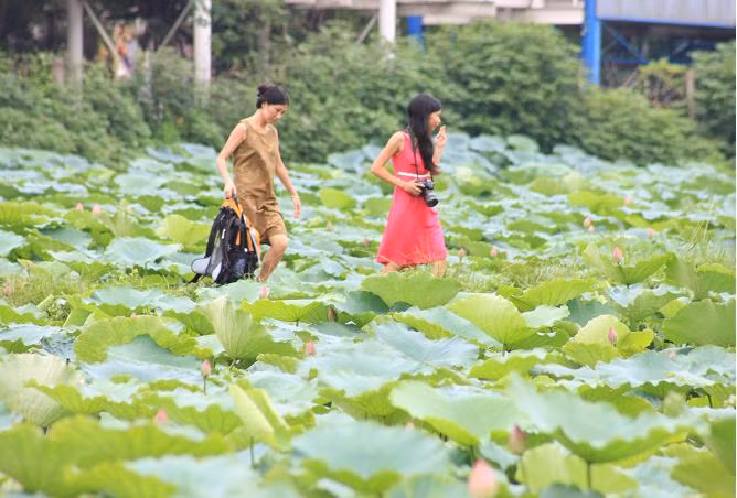 Đầm sen còn là địa điểm thú vị để mọi người đến thưởng sen và chụp ảnh