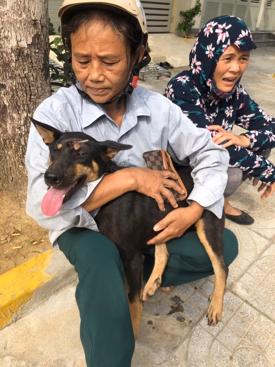 Một số chó may mắn tìm lại được chủ nuôi. Một số chó may mắn tìm lại được chủ nuôi.