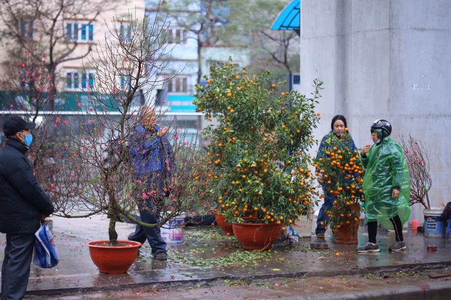 Do gió mạnh, mưa từ đêm ngày hôm qua, nhiều chậu quất đã bị đổ, hỏng.