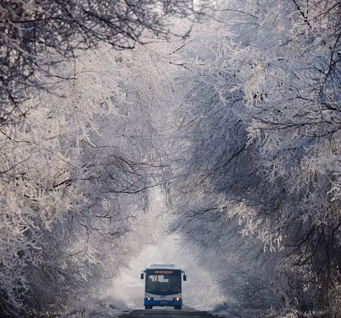 A bus is driven under frost-covered trees just outside Debrecen, Hungary