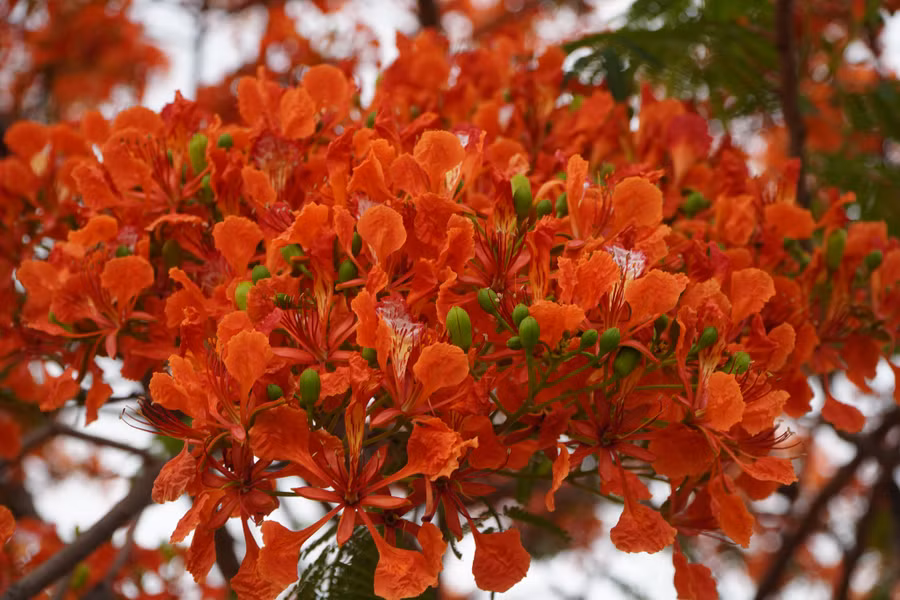Những cánh phượng đỏ rực.