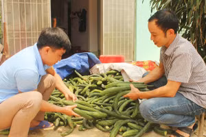 Anh Sơn (bên trái), Giám đốc Hợp tác xã Nông nghiệp xanh Kim Bôi, đang phân loại sản phẩm dưa chuột Nhật trước khi giao hàng cho thương lái.