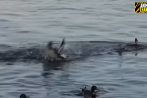 Video: Vịt mẹ tới tấp ra đòn "chí mạng" với hải âu để bảo vệ đàn con