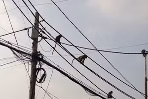 TP.HCM: Sẽ đưa đàn khỉ đuôi dài trộm đồ, quậy phá ở quận 12 về rừng