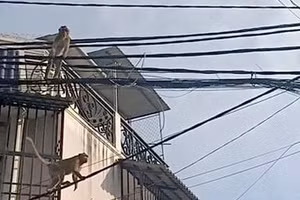 TP.HCM: Cận cảnh đàn khỉ đuôi dài vào tận nhà dân quấy phá