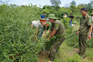 Nam Định: Xử lý 3 đối tượng trồng cần sa trái phép để ...ngâm rượu và nuôi gà chọi