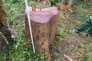 Hiện trường vụ phá rừng.