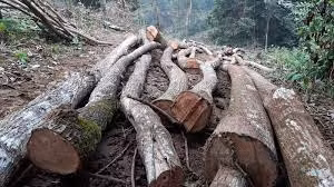 Hiện trường một vụ phá rừng