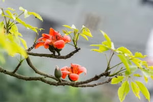 Làng có “kho gạo” ở lưng chừng trời