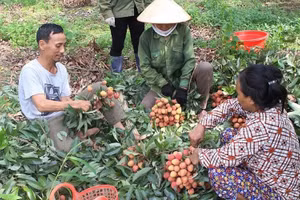 Bắc Giang kiến nghị Thủ tướng và các địa phương hỗ trợ tiêu thụ nông sản cho Bắc Giang. Ảnh minh họa