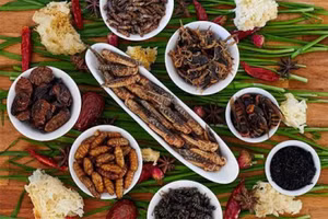 Côn trùng: Siêu thực phẩm của tương lai