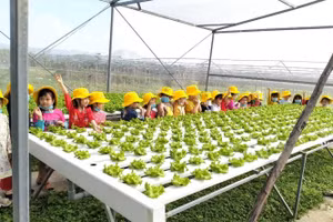Học sinh Trường Mầm non Hoàng Anh (phường An Hải Đông, quận Sơn Trà) trải nghiệm thu hoạch rau xà lách thủy canh tại vùng sản xuất rau an toàn Túy Loan.