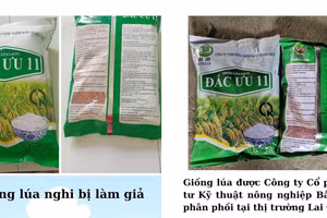 Giống lúa nghi bị làm giả và giống được Công ty Cổ phần vật tư kỹ thuật nông nghiệp Bắc Giang phân phối tại Lai Châu.