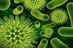 Ho gà là một bệnh nhiễm khuẩn cấp tính đường hô hấp do vi khuẩn Bordetella pertussis gây nên. Ảnh minh họa
